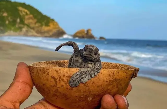 Turtle Release with Transportation Included
