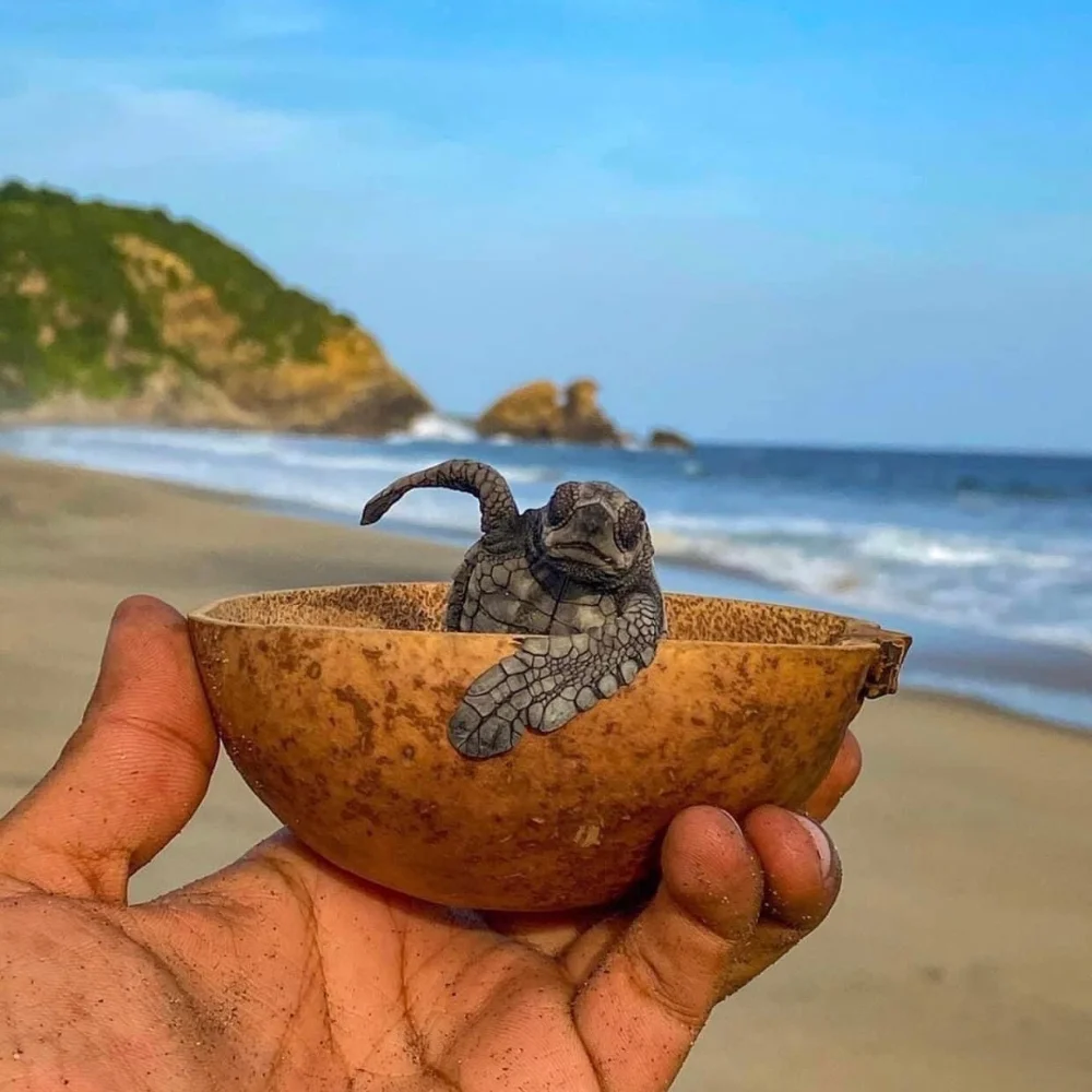 Turtle Release with Transportation Included